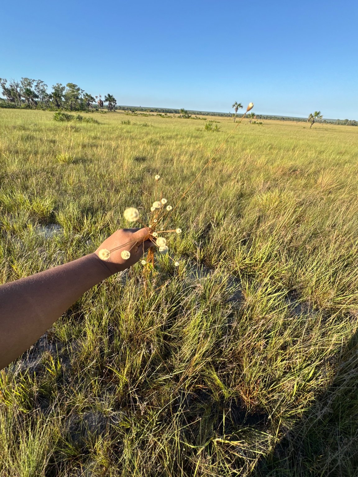 Hand holding golden stems and seed heads in the Jalapão landscape